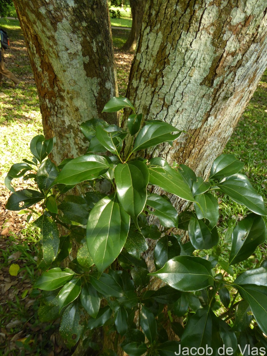 Cinnamomum camphora (L.) J.Presl